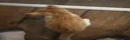 Mixed Breed cats for sale: Damian - Advert 4