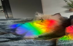 Ragdoll cats for sale: Unique Blue Mink Bicolour Ragdoll girl - Image 18