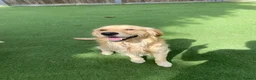 Golden Retriever dogs for sale: KC REGISTERED ®️ 5 STAR ⭐️ GOLDEN RETRIEVER 🐶  - Advert 27