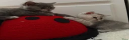 British Shorthair cats for sale: Cutest bsh babies 🤍🦋🤍  - Advert 27