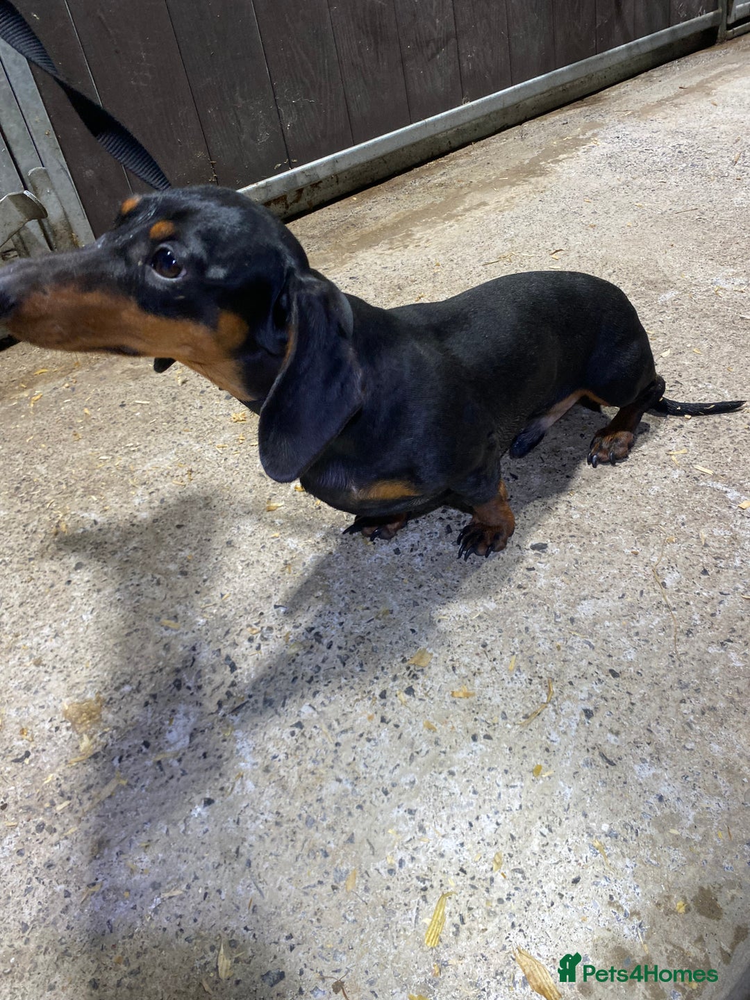 Miniature Dachshund dogs for sale: 1yo Miniature Dachshund - Advert 17