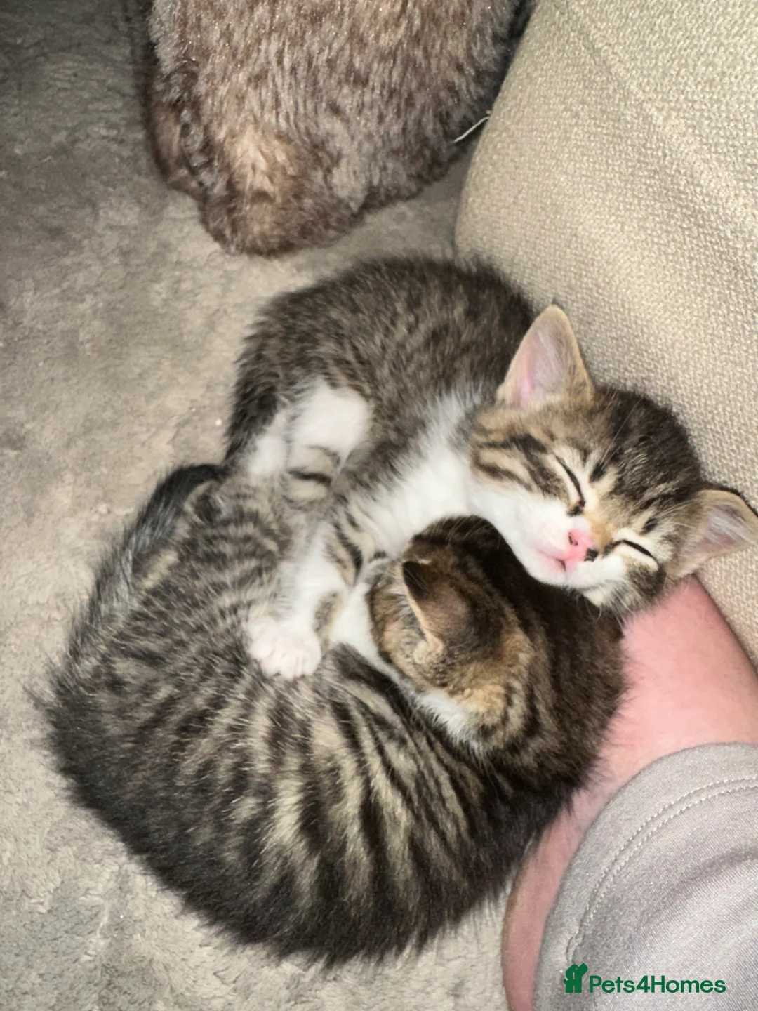 Mixed Breed cats for sale: Adorable kittens looking for their forever homes - Advert 2