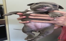 Staffordshire Bull Terrier dogs for sale: admirable Blue staffy pups so cute.  - Image 2