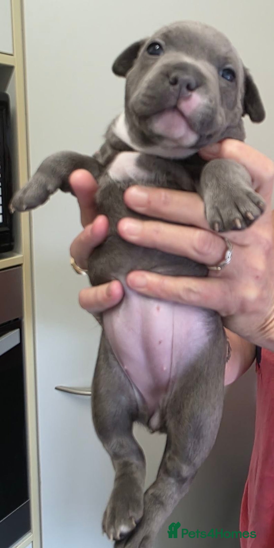 Staffordshire Bull Terrier dogs for sale: admirable Blue staffy pups so cute.  - Image 2
