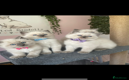 Ragdoll cats for sale: Ragdoll kittens due - Image 11