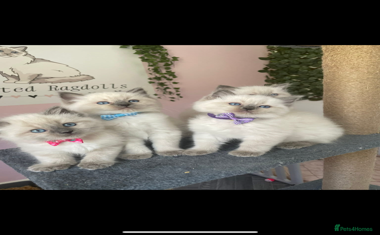 Ragdoll cats - Advert 11