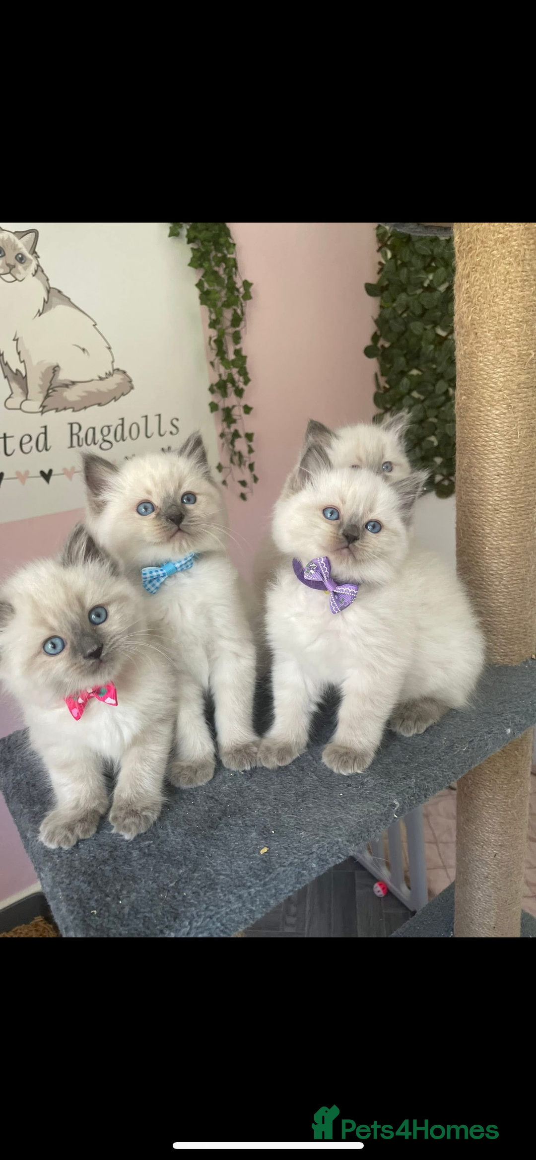 Ragdoll cats for sale: Ragdoll kittens due - Image 11