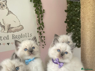 Ragdoll cats - Advert 9