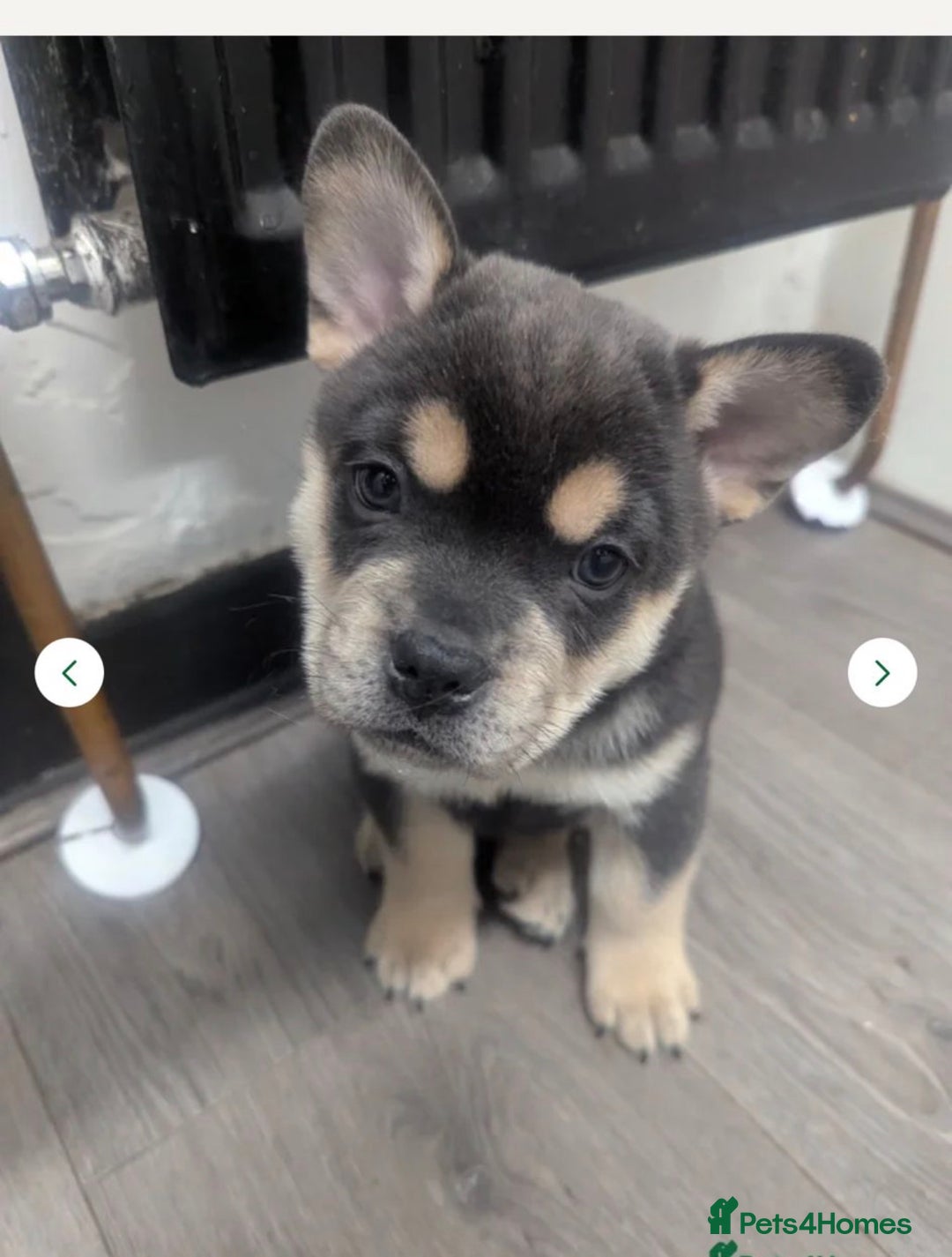 Mixed Breed dogs for sale: Frenchie chow  - Advert 1