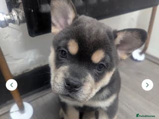 Mixed Breed dogs Frenchie chow - Advert 16