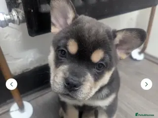 Mixed Breed dogs Frenchie chow - Advert 5