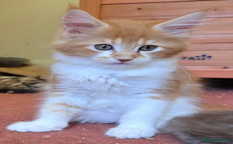 Maine Coon cats - Advert 4