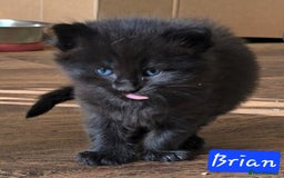 Mixed Breed cats for sale: Beautiful Kittens  - Image 24