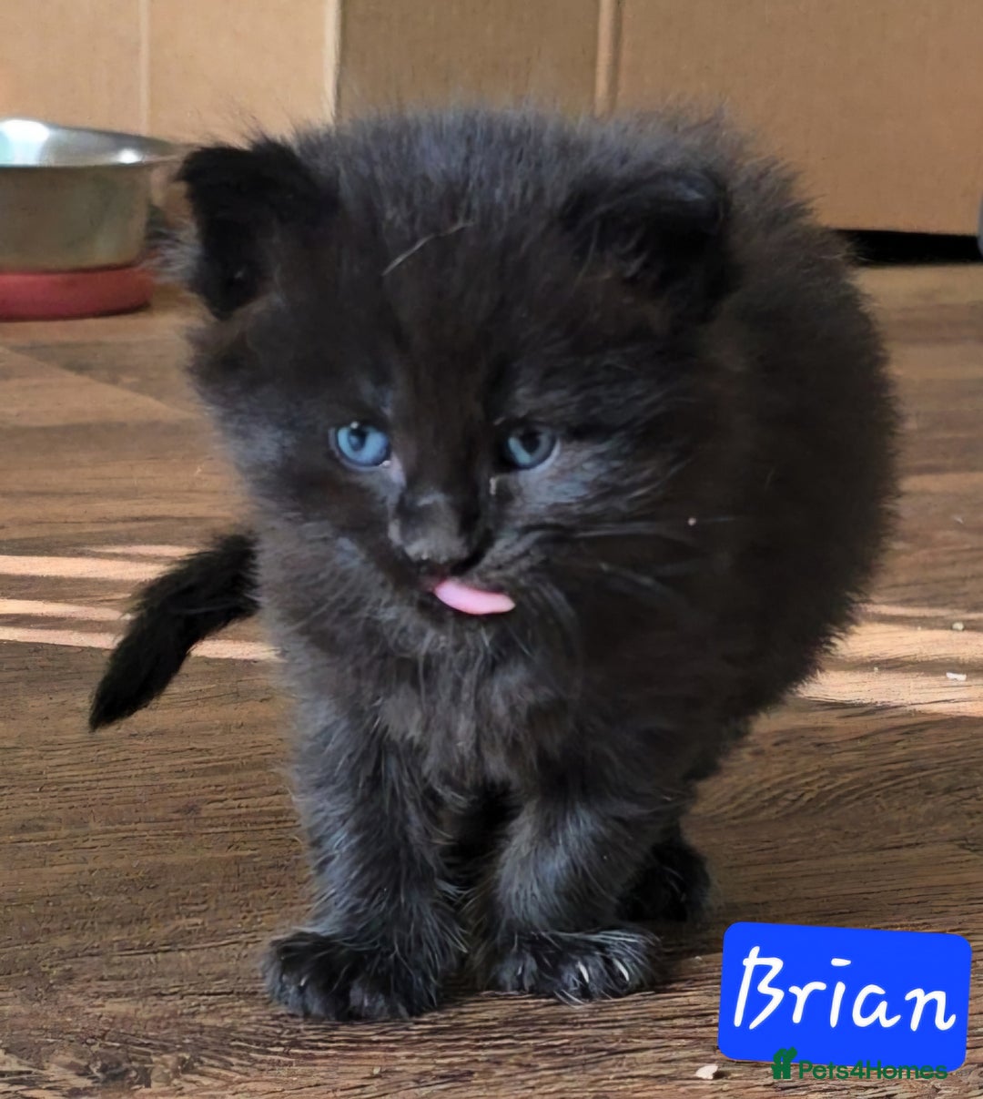 Mixed Breed cats for sale: Beautiful Kittens  - Image 24