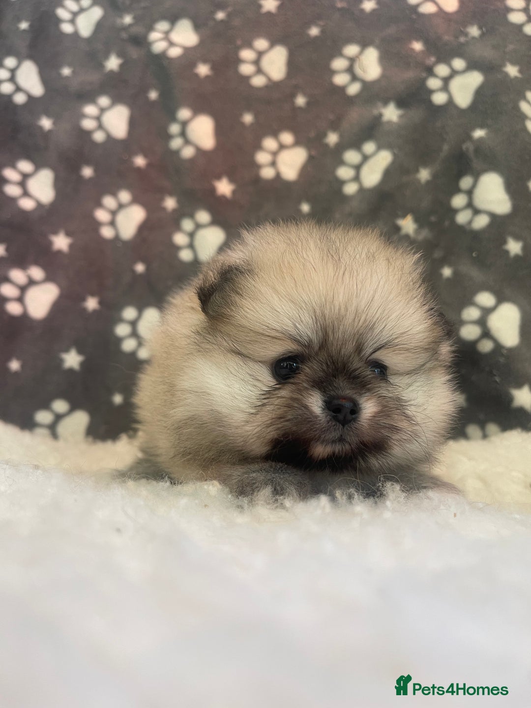 Pomeranian dogs for sale: Stunning litter merl Pomeranian - Image 14