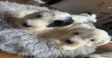 Sealyham Terrier dogs - Advert 12
