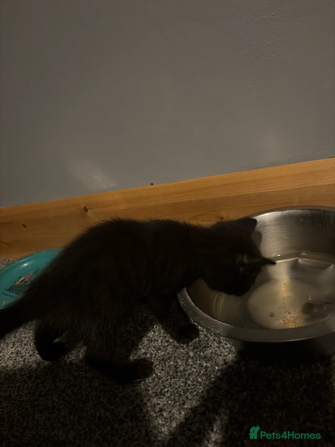 Mixed Breed cats for sale: Black kittens for sale - Advert 2