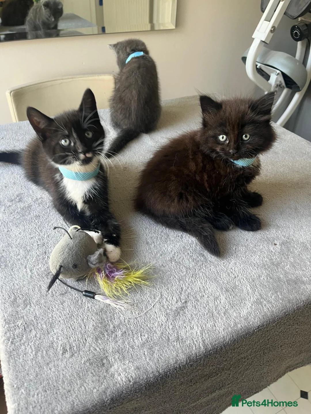 Mixed Breed cats for sale: Stunning Kittens Ready Now - Advert 33