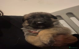 Mixed Breed dogs for sale: 8 Belgian Malinois & German Shepherd Puppies - Image 5