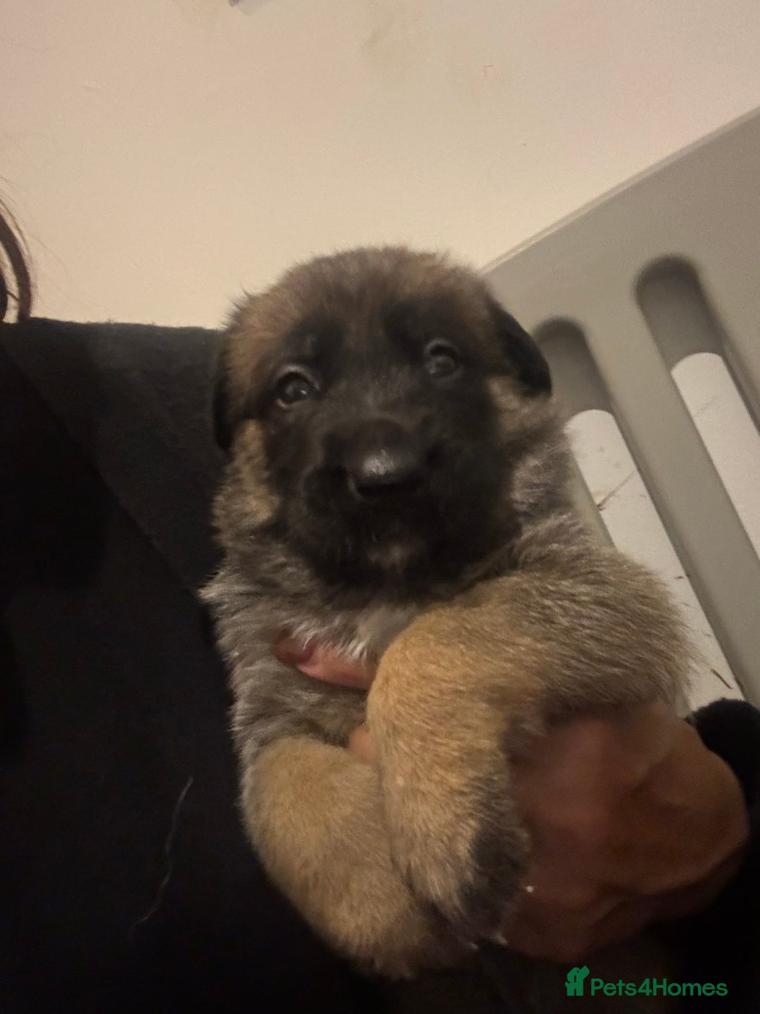 Mixed Breed dogs for sale: 8 Belgian Malinois & German Shepherd Puppies - Image 5