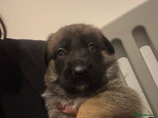 Mixed Breed dogs - Advert 2