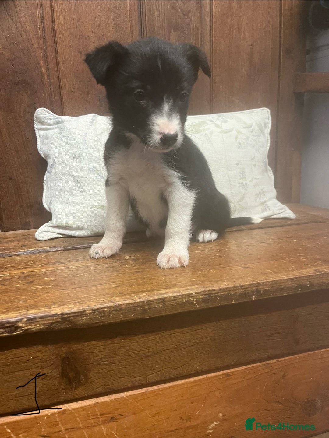 Mixed Breed dogs for sale: Beautiful Kelpie X Border Collie Puppies For Sale - Advert 21
