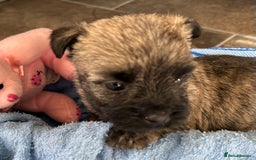 Cairn Terrier dogs for sale: CAIRN TERRIER PUPPIES - Advert 8