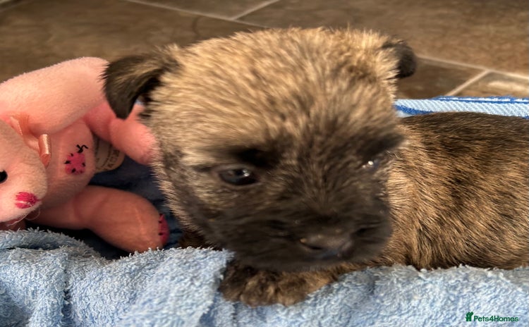 Cairn Terrier dogs - Advert 1
