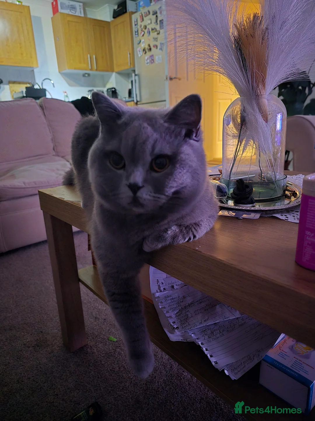 British Shorthair cats for stud: Mr Coco - Advert 9