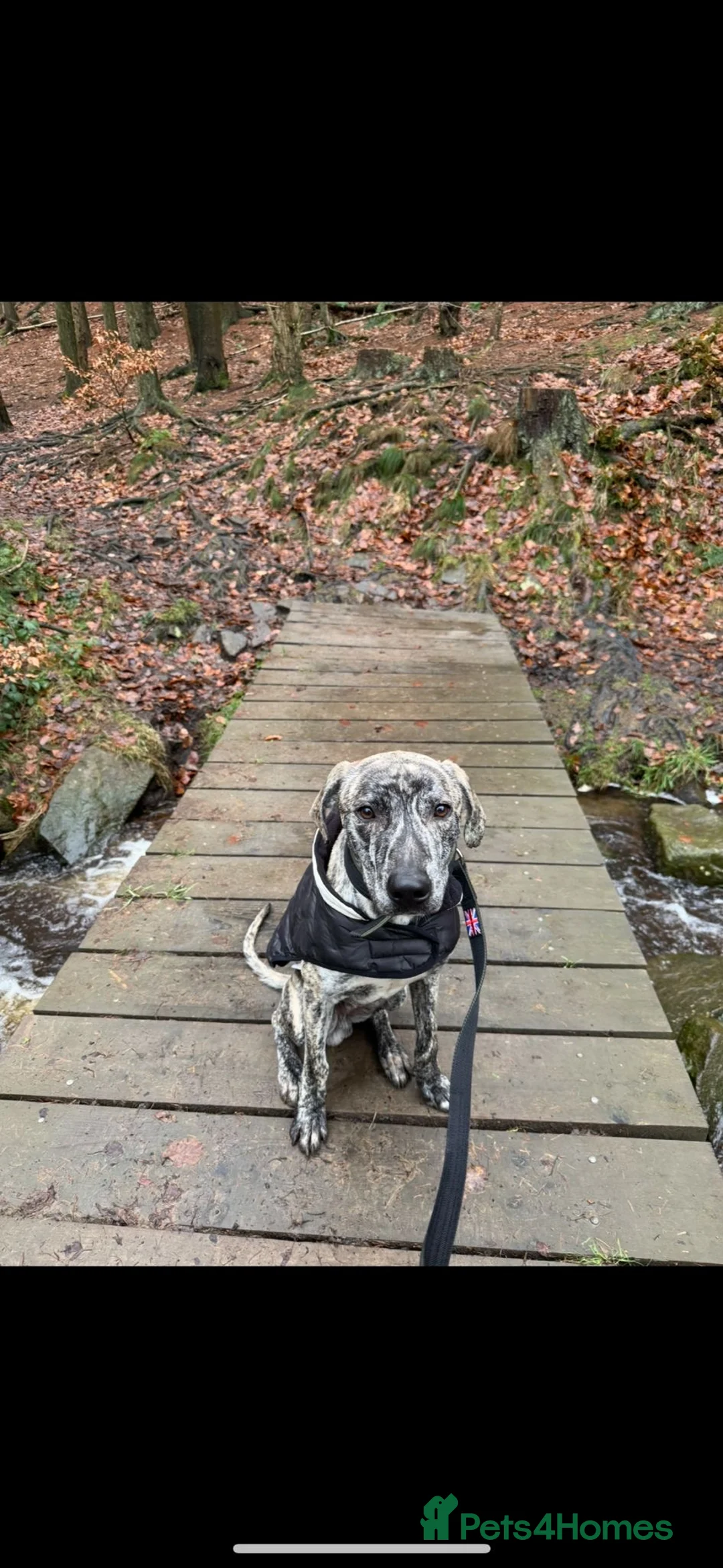 Lurcher dogs for sale: Ronnie and Winnie - lurcher and bull lurcher  - Advert 6