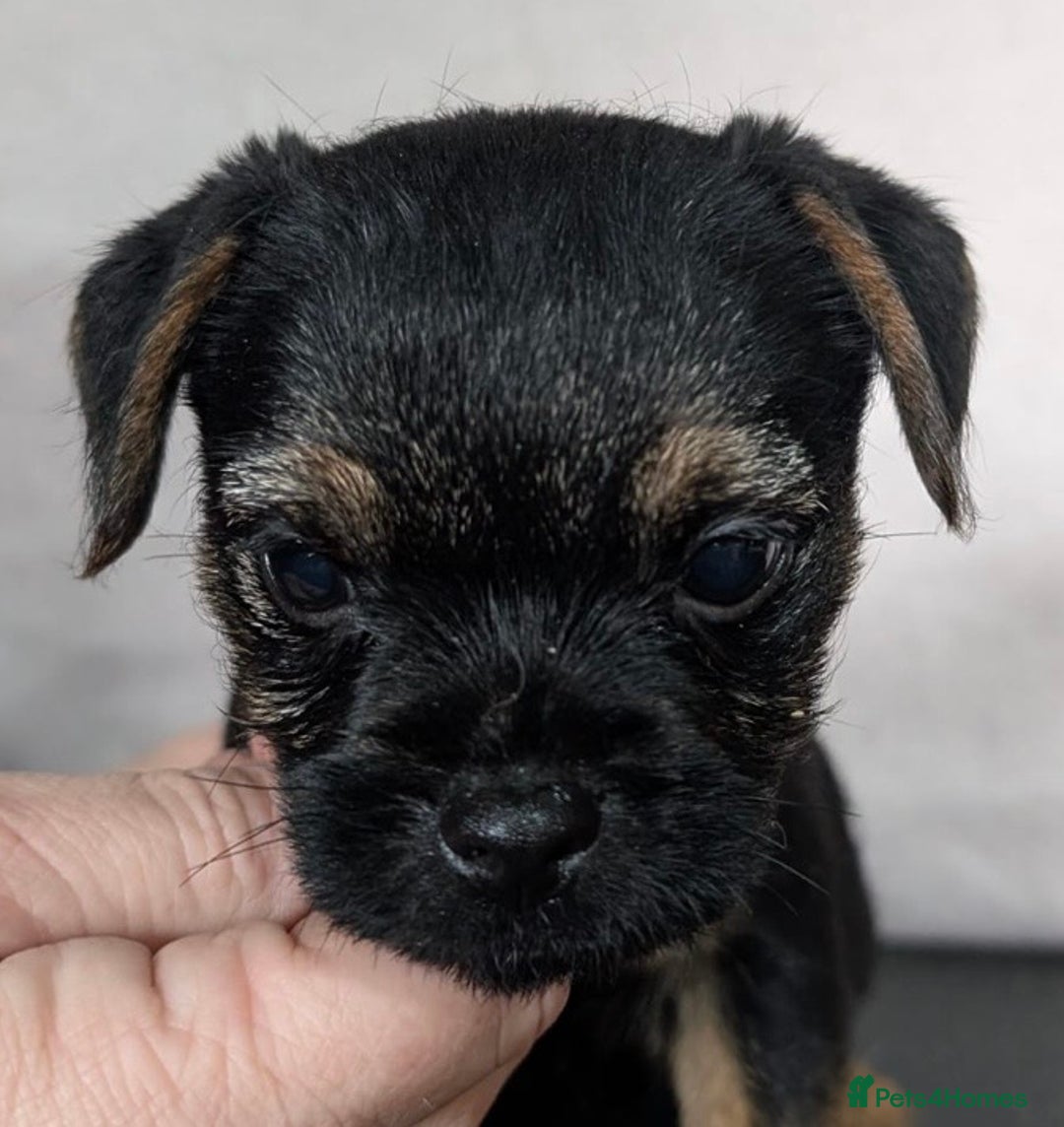 Border Terrier dogs for sale: Border Terrier pups - Advert 6