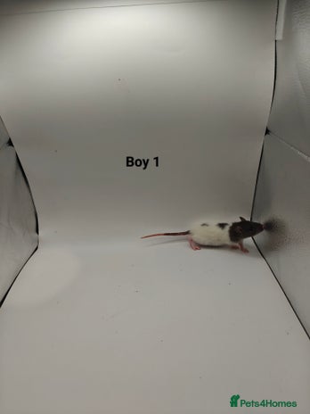 Rat rodents NOV: 18 Rats (16 Rats: 6 Boys & 10 Girls Left) - Advert 9