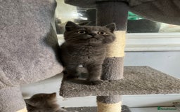 British Shorthair cats for sale: Stunning pure British shorthaired kittens - Image 8