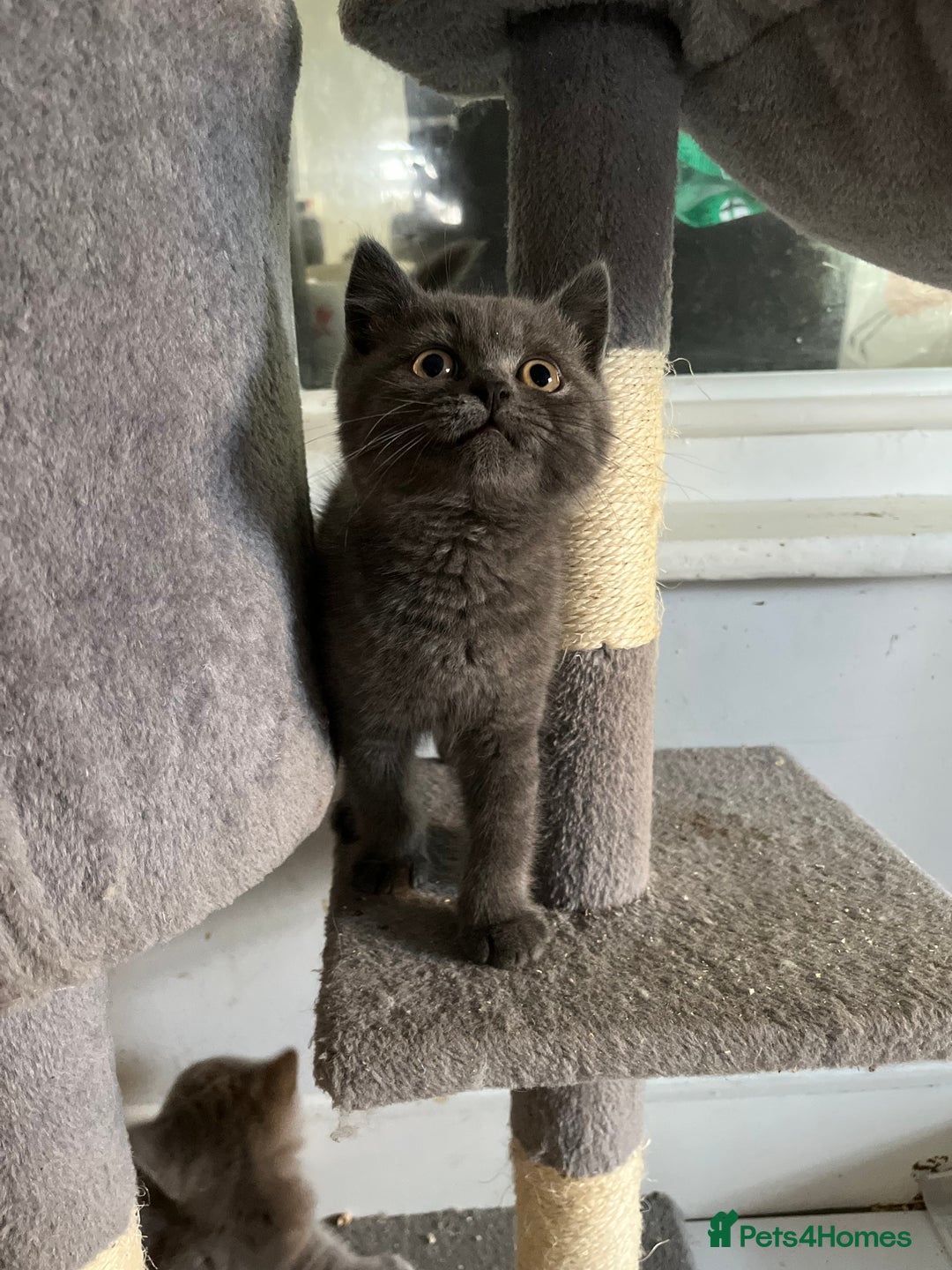 British Shorthair cats for sale: Stunning pure British shorthaired kittens - Image 8