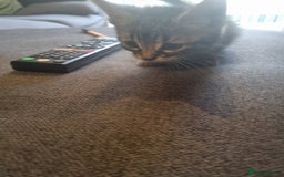 Mixed Breed cats for sale: 3 beautiful kittens for sale - Image 10