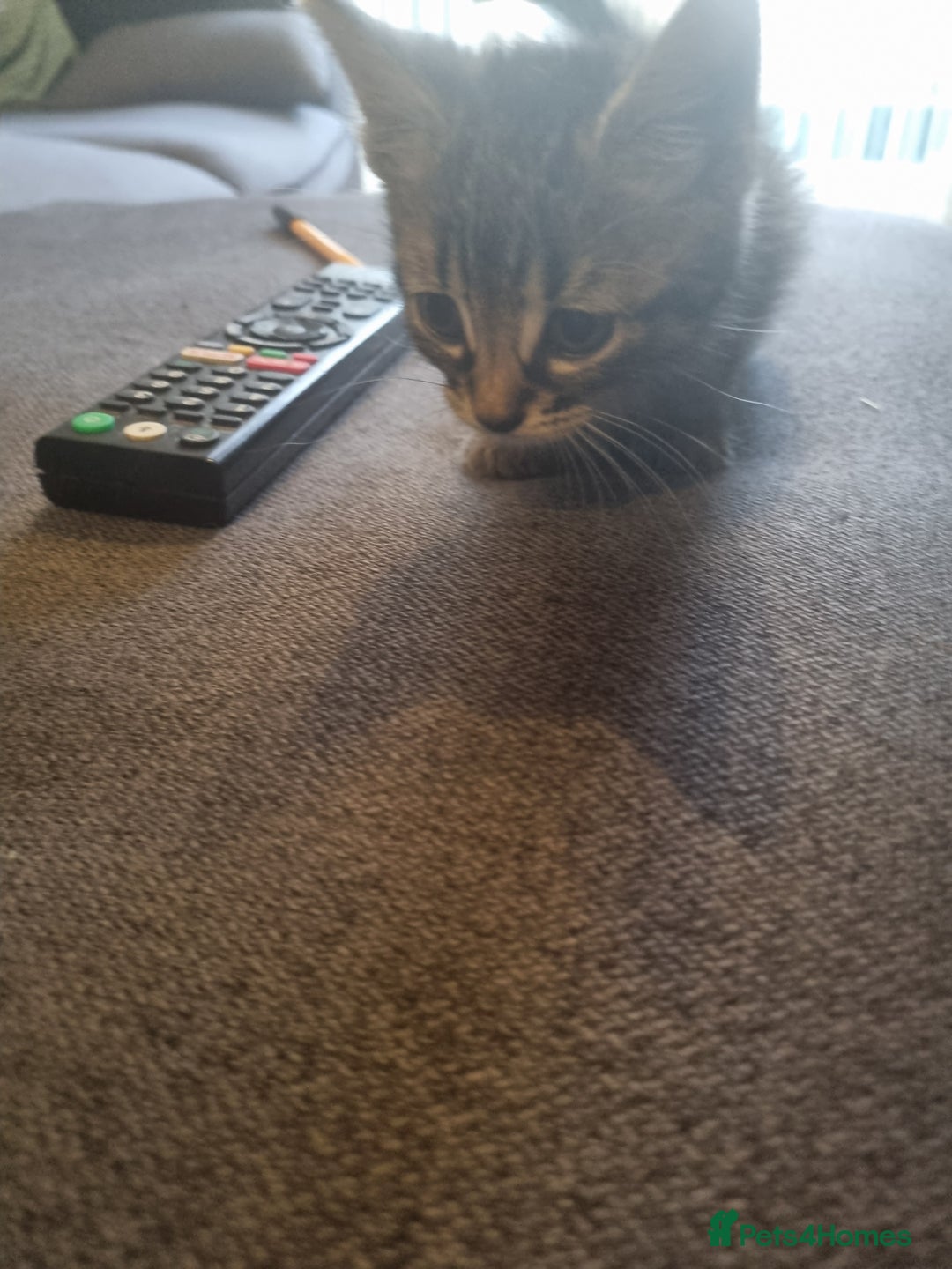 Mixed Breed cats for sale: 3 beautiful kittens for sale - Image 10
