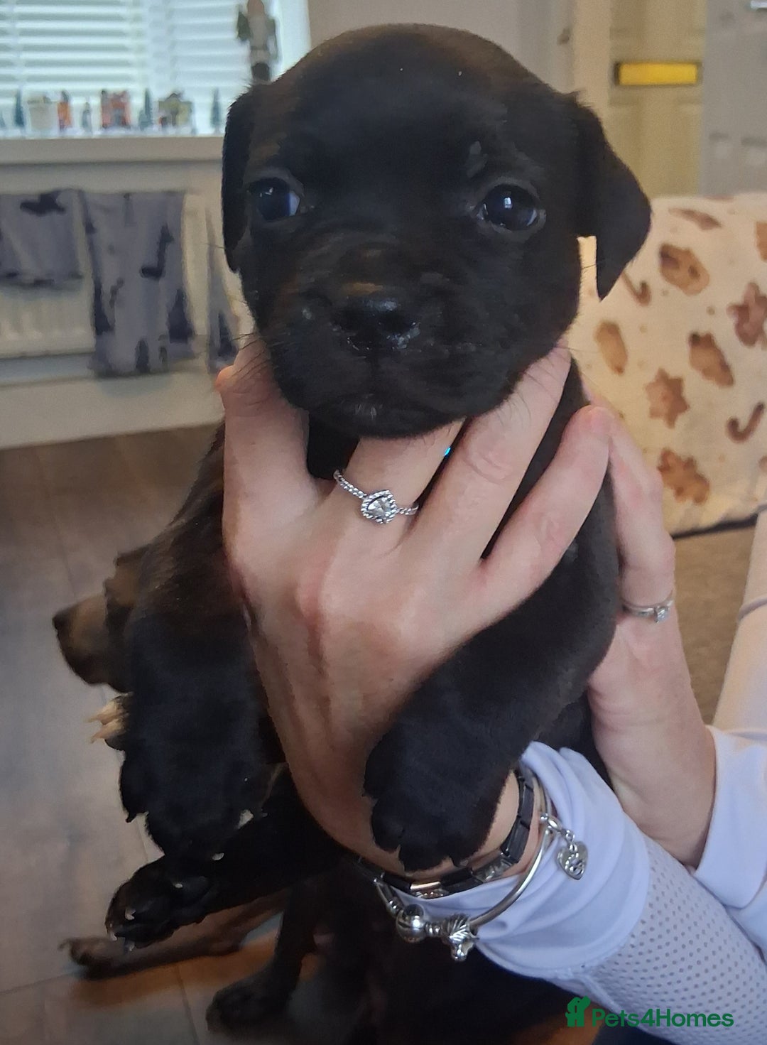 Staffordshire Bull Terrier dogs for sale: Staffordshire bull terrier puppies  - Advert 10