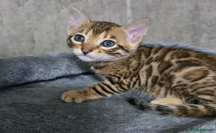 Bengal cats - Advert 1