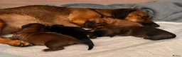 Mixed Breed dogs for sale: Miniature Daschund x 1/8th Border Terrier Puppies in Grantham - Advert 4