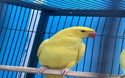 Ringnecks birds for sale: Ringneck in Barking - Image 7