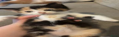 Mixed Breed 3