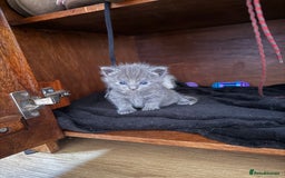 Domestic Shorthair cats for sale: 2 female kittens left for sale  in Bristol - Image 5