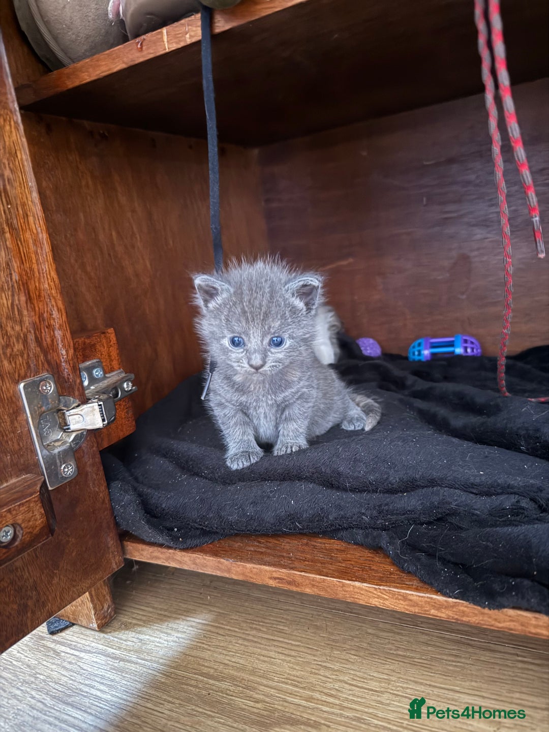 Domestic Shorthair cats for sale: 2 female kittens left for sale  in Bristol - Image 5