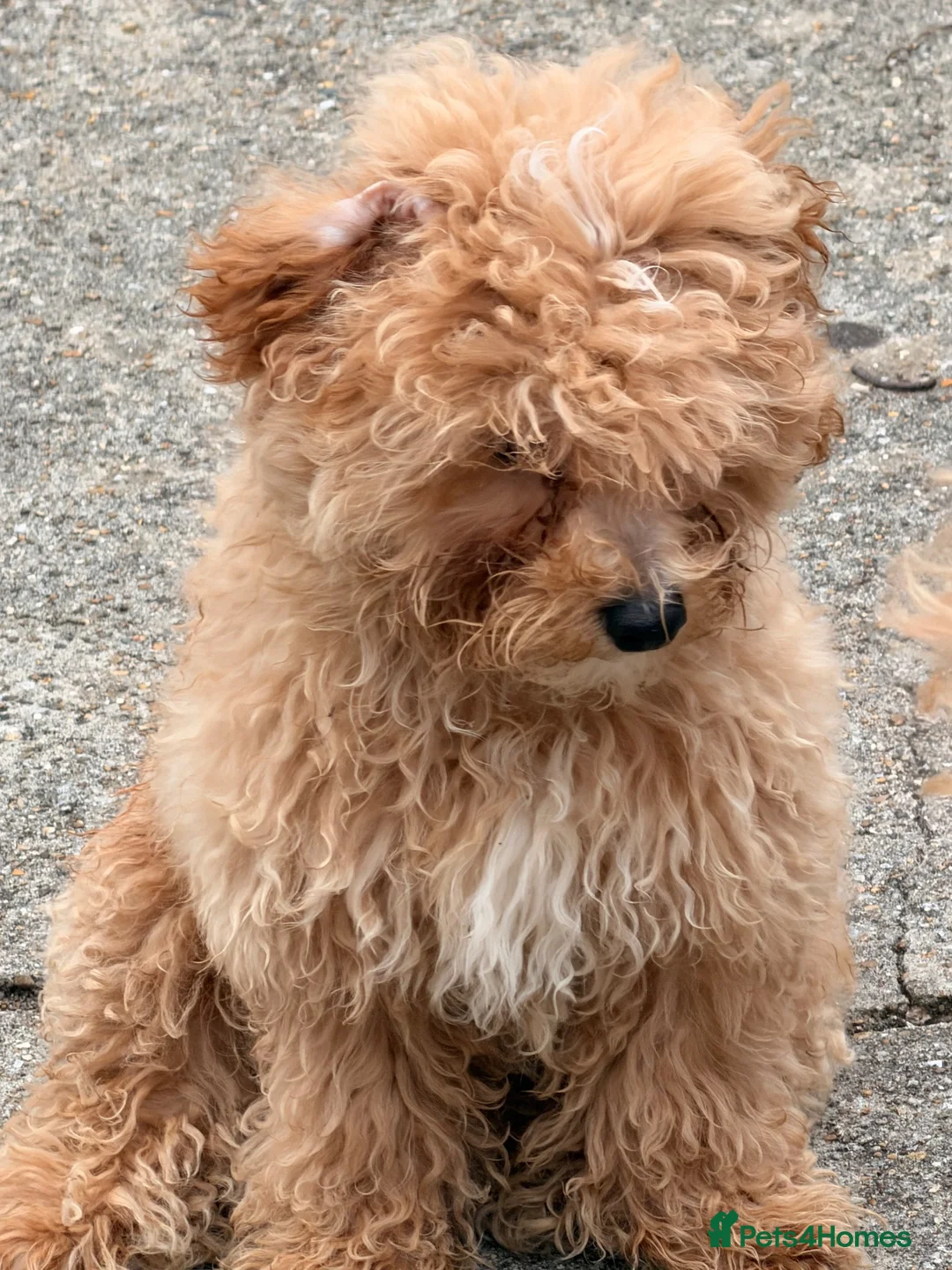 Maltipoo dogs for sale: Cute maltipoo ready to rehomes - Advert 2
