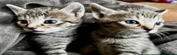 Bengal cats for sale: Stunning Bengal X With Beautiful Markings - Advert 11