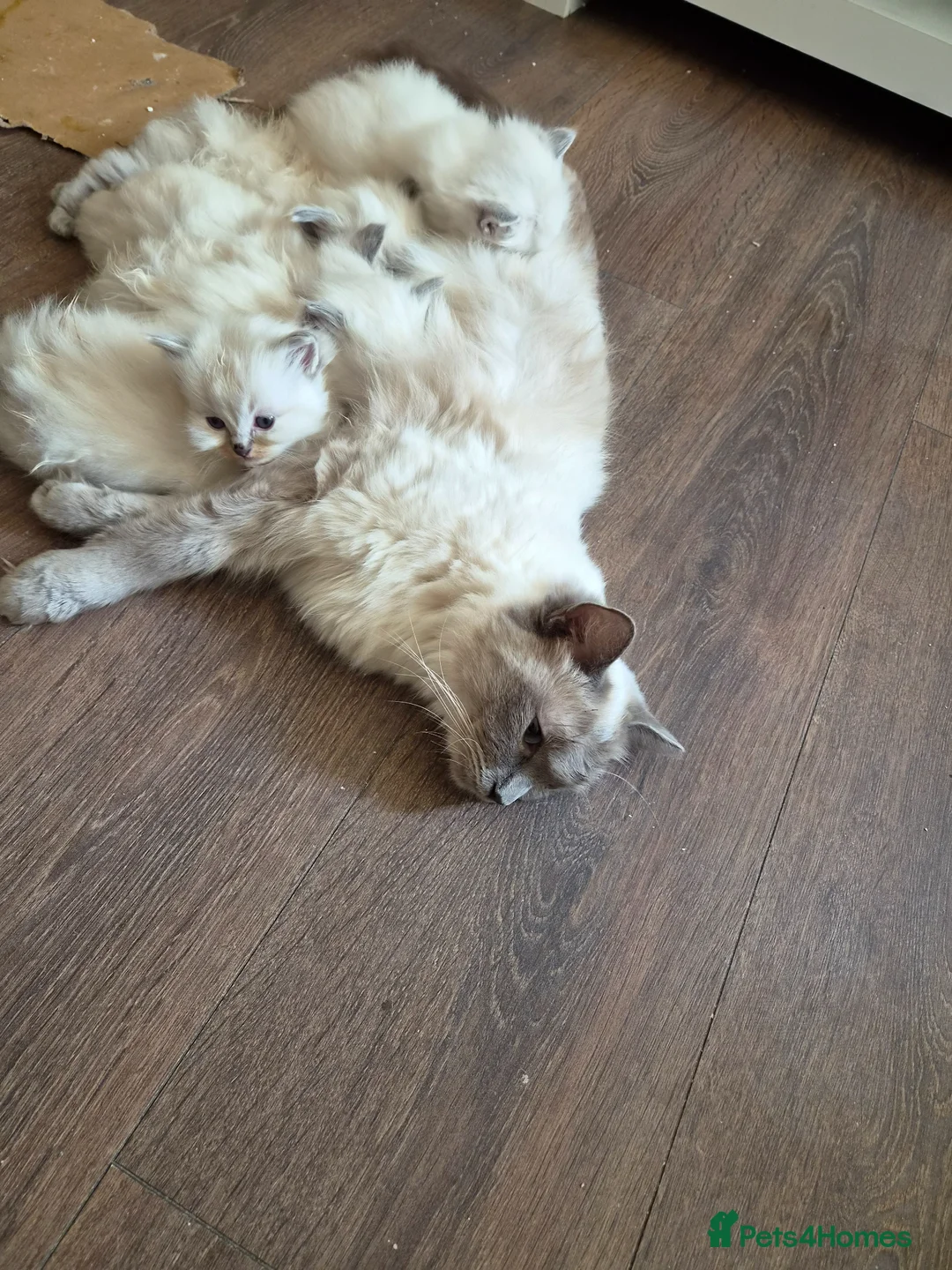 Ragdoll cats for sale: Beautiful pure ragdolls - Advert 7