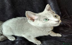 Russian Blue cats for sale: Pedigree TICA Registered kittens - Image 16
