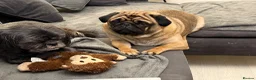 Pug dogs for sale: Fawn with black muzzle pug in Grantham - Advert 2