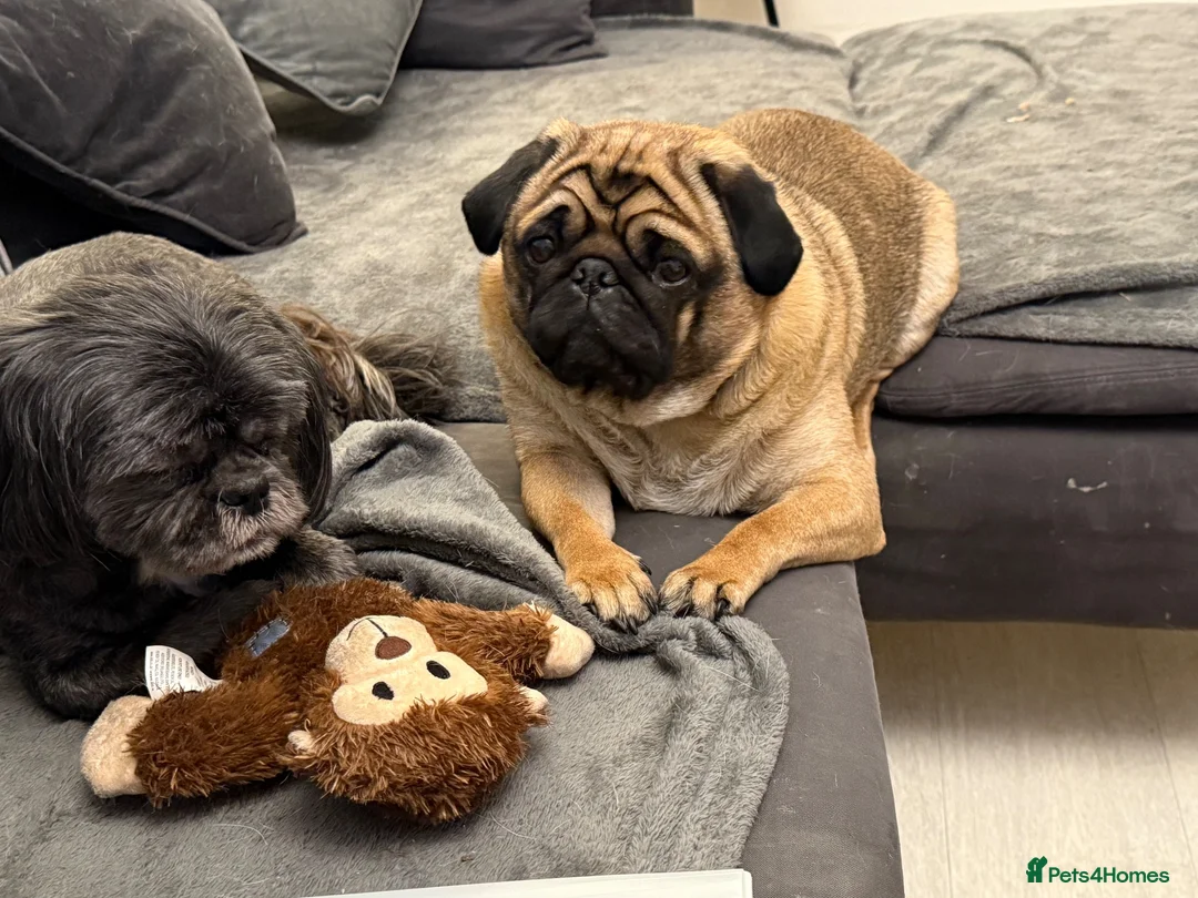 Pug dogs for sale: Fawn with black muzzle pug in Grantham - Advert 2