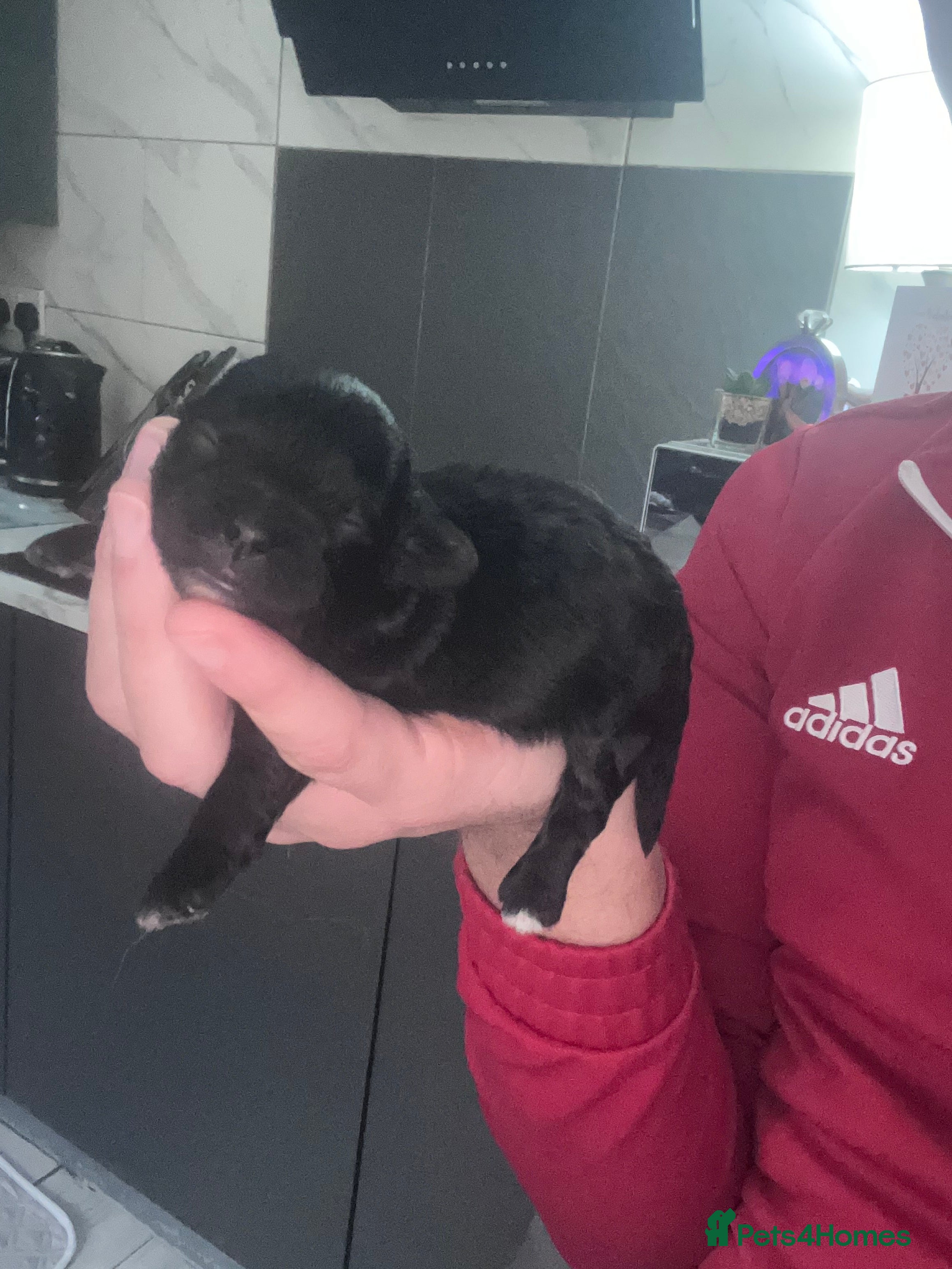 Shihpoo dogs Toy Shihpoo puppies  - Advert 1